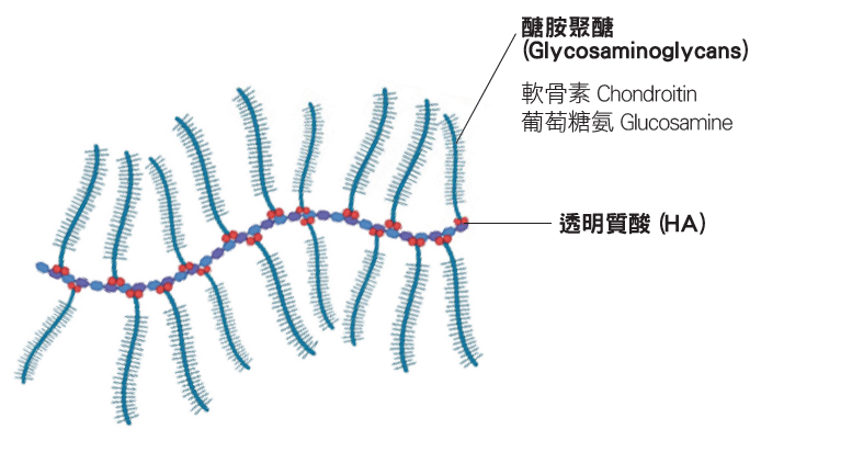 軟骨細胞外基質示意圖