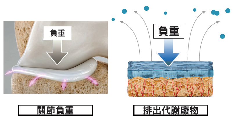 軟骨受負重與放鬆時的擴散代謝示意圖